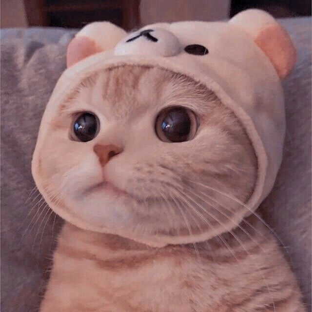 猫猫云vpn